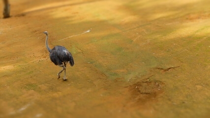 Ostrich walking on a golden field - Powered by Adobe