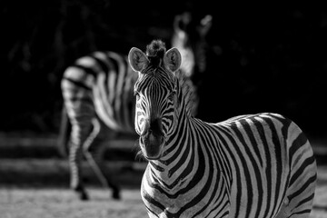 Fototapeta premium Zebra photograph Africa wildlife safari with beautiful light and not so bright colours 