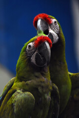 Blue and yellow macaw ara  couple