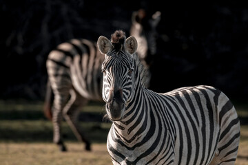 Fototapeta na wymiar Zebra photograph Africa wildlife safari with beautiful light and not so bright colours 