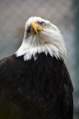 American bald eagle