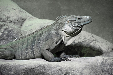 Iguana in Captivity Louisiana 