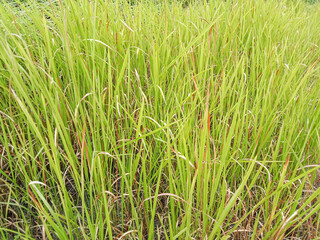Cogon grass or kunai grass (Imperata cylindrica) is a species of perennial rhizomatous grass native to tropical and subtropical Asia, Micronesia, Melanesia, Australia, Africa, and southern Europe.