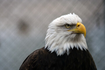 American bald eagle