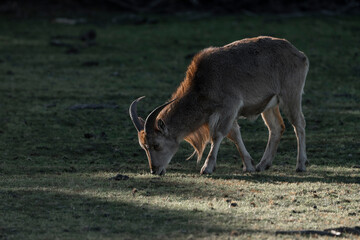 Goat walking on the grass in the sun with beautiful light