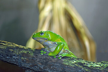 waxy monkey tree frog