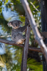 Obraz premium A koala on the tree