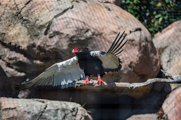 A Bateleur preparing for flying..