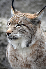 Naklejka premium Lynx head portrait at grey stone background