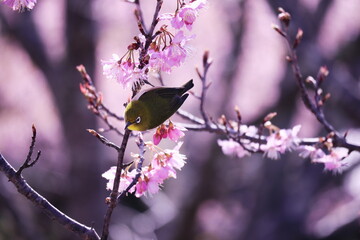 春の訪れと可愛いメジロ