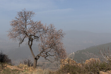 Obraz premium Tree on top