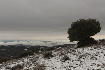 Tree on top