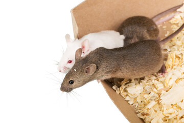 Cute little rats isolated on white background