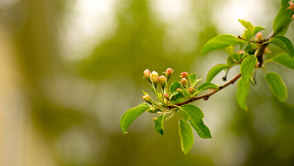 Fototapeta na wymiar Apple blossoms in the spring with copy space.