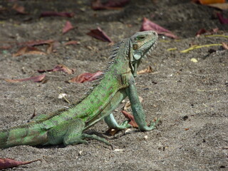 Iguane sur la plage de Madiana Martinique
