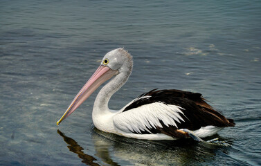 Fototapeta na wymiar One pelican swimming