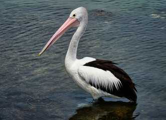 one pelican standing in the water