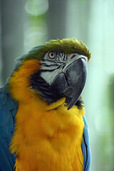 Blue and Yellow Macaw