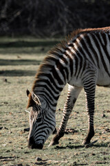 Fototapeta na wymiar Zebra photograph Africa wildlife safari with beautiful light and not so bright colours 