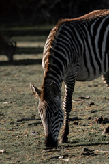 Zebra photograph Africa wildlife safari with beautiful light and not so bright colours 