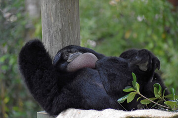 Siamang Gibbon in Captivity New Orleans