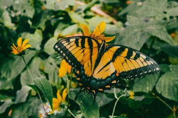 butterfly on flower