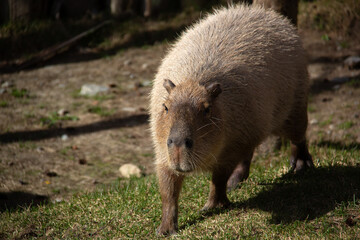 Portrait of a capybara standing on the grass