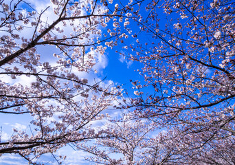 ああ、美しきかな、日本の桜