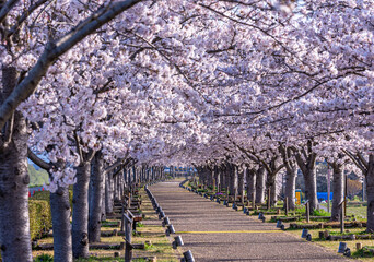 ああ、美しきかな、日本の桜 - obrazy, fototapety, plakaty