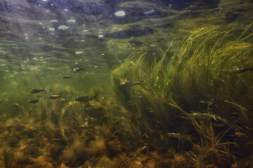 green algae underwater in the river landscape riverscape, ecology nature