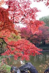 池の周りの紅葉する木々