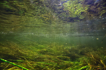 green algae underwater in the river landscape riverscape, ecology nature