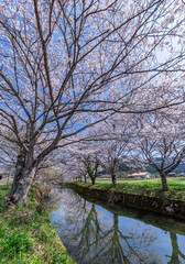 ああ、美しきかな、日本の桜