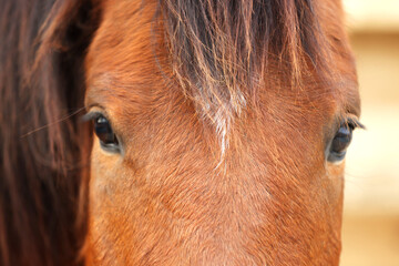 Adorable chestnut horse on blurred background, closeup. Lovely domesticated pet