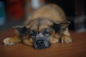 cute mongrel dog is resting lying down