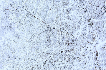 branches covered with frost background abstract winter december view