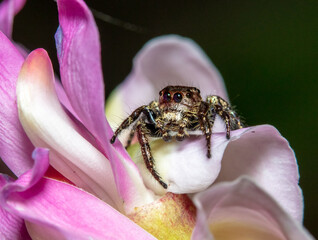 Jumping spider