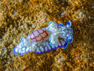 Bubble-shell sea slug