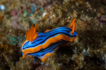 Nudibranch