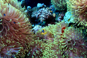 Fototapeta na wymiar clown fish red sea, underwater reef anemone