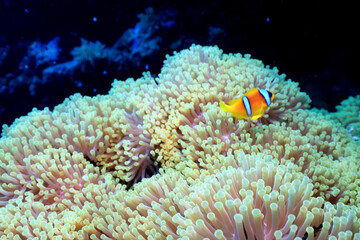 Naklejka na ściany i meble clown fish red sea, underwater reef anemone