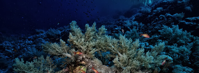 Naklejka na ściany i meble coral reef wallpaper background ocean tropical ecosystem underwater