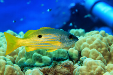 tropical fish on a coral reef underwater wildlife