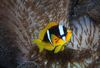 Naklejka na ściany i meble clown fish red sea, underwater reef anemone