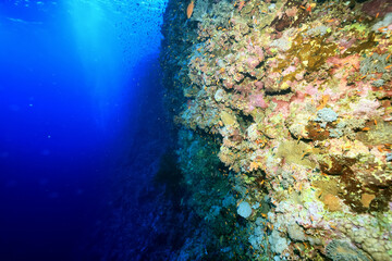 panorama coral reef underwater landscape seascape