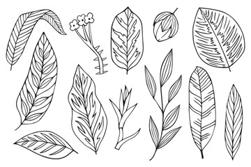 Set collection plants leave hand drawn vector. Drawing beautiful leaves, a decorative tropical set