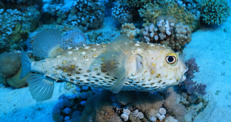 puffer fish underwater photo animals wildlife red sea egypt