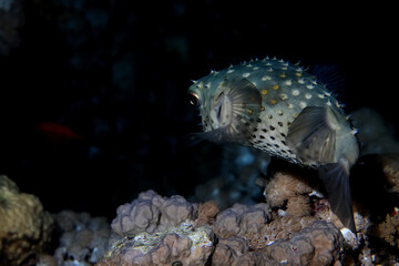 puffer fish underwater photo animals wildlife red sea egypt