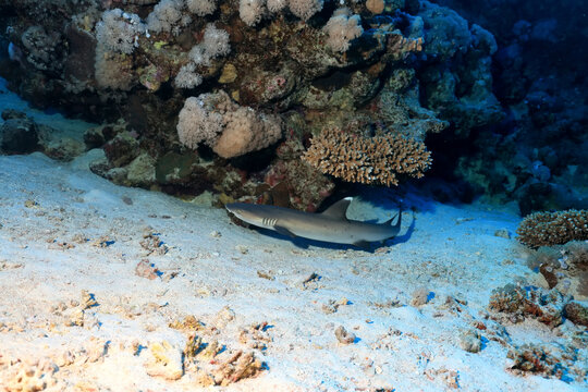 reef shark underwater photo wildlife