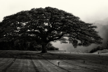 Tree/Morning fog;  Punchbowl National Cemetery;  Honolulu, Hawaii